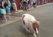 event-graphic-education-and-training-fpo Mini Horse at Land of Little Horses Animal Theme Park