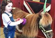 Interactive Grooming Event with animals in Gettysburg