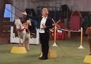 event-graphic-main-event Main Event at Land of Little Horses Animal Theme Park