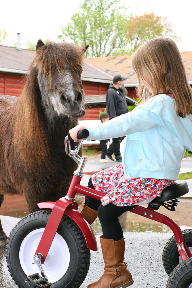 Young Girl Riding Tricycle Near Miniature Horse