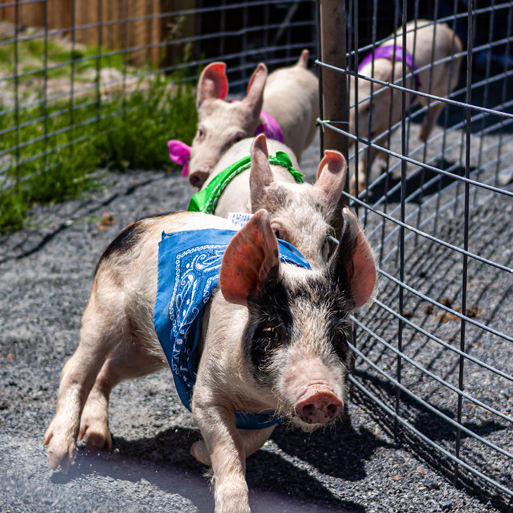 Pigs Racing on Raceway at Land of Little Horses Animal Theme Park