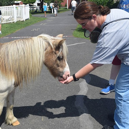 Feeding Miniature Horse at Land of Little Horses Animal Theme Park