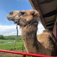 Lance the Camel | Land of Little Horses Animal Theme Park - Gettysburg, PA