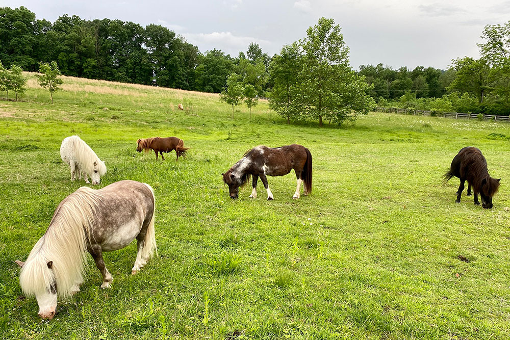 Miniature Horses Grazing In Field at Land of Little Horses Animal Theme Park