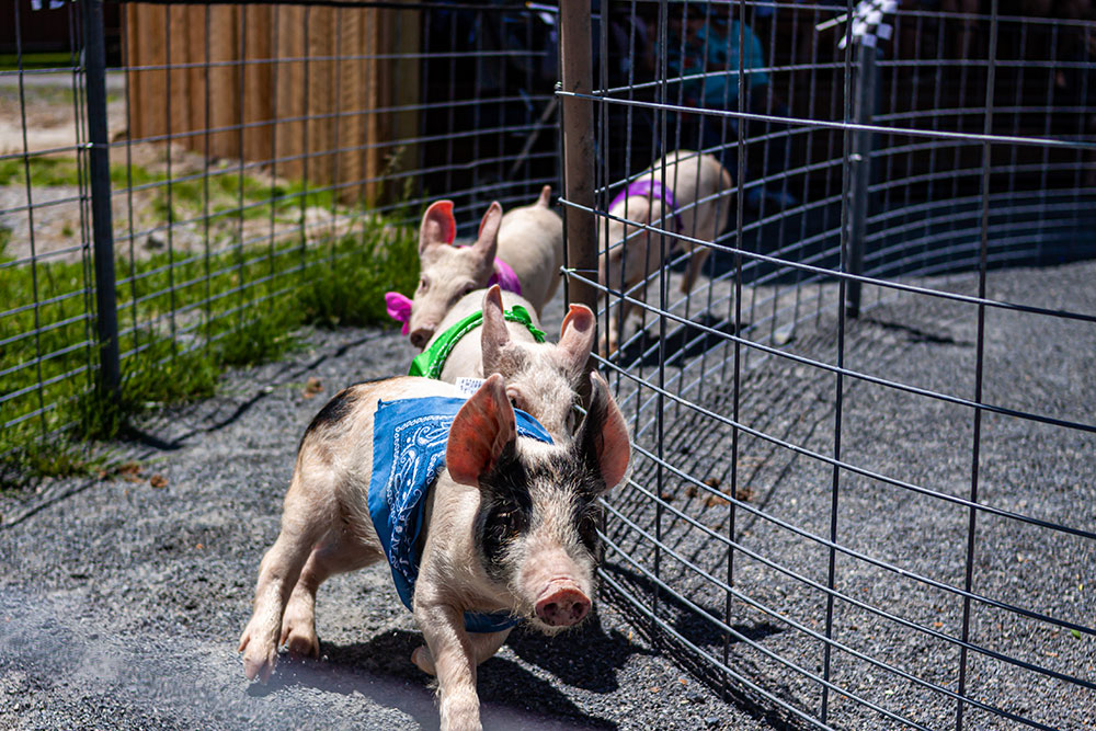 Pigs Racing at Land of Little Horses Animal Theme Park