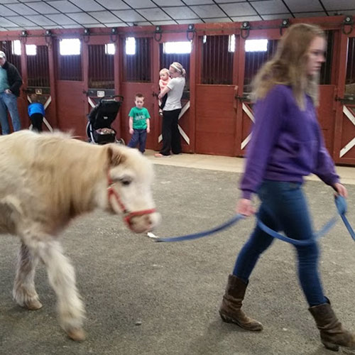 Woman Training Mini Horse at Land of Little Horses Animal Theme Park