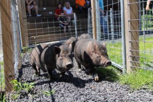 Fun Pig Races for the whole family